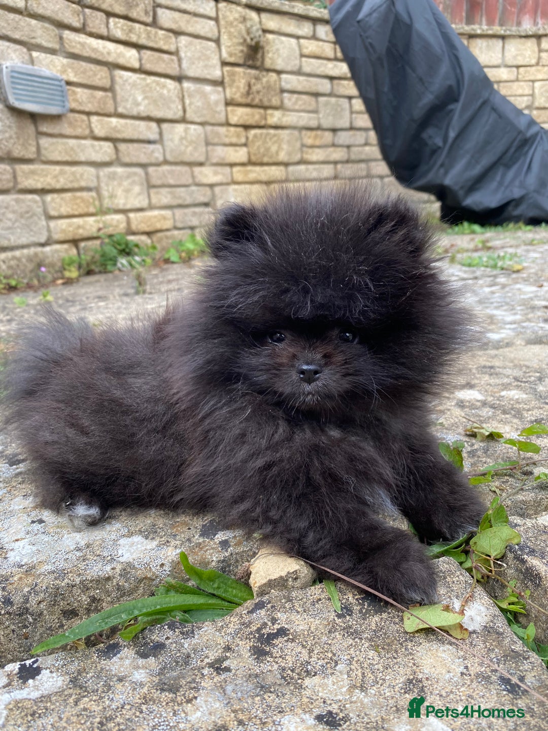 Pomeranian dogs for sale: Gorgeous tiny male Pomeranian puppy - Rocko - Image 1