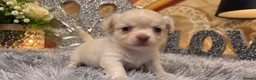 Chihuahua dogs for sale: Exclusive KC reg long coat Chihuahua boys  - Advert 32