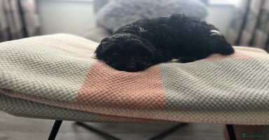Cockapoo dogs - Advert 14
