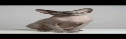 Sphynx cats for sale:     Exceptional TICA Sphynx Kittens  - Advert 11