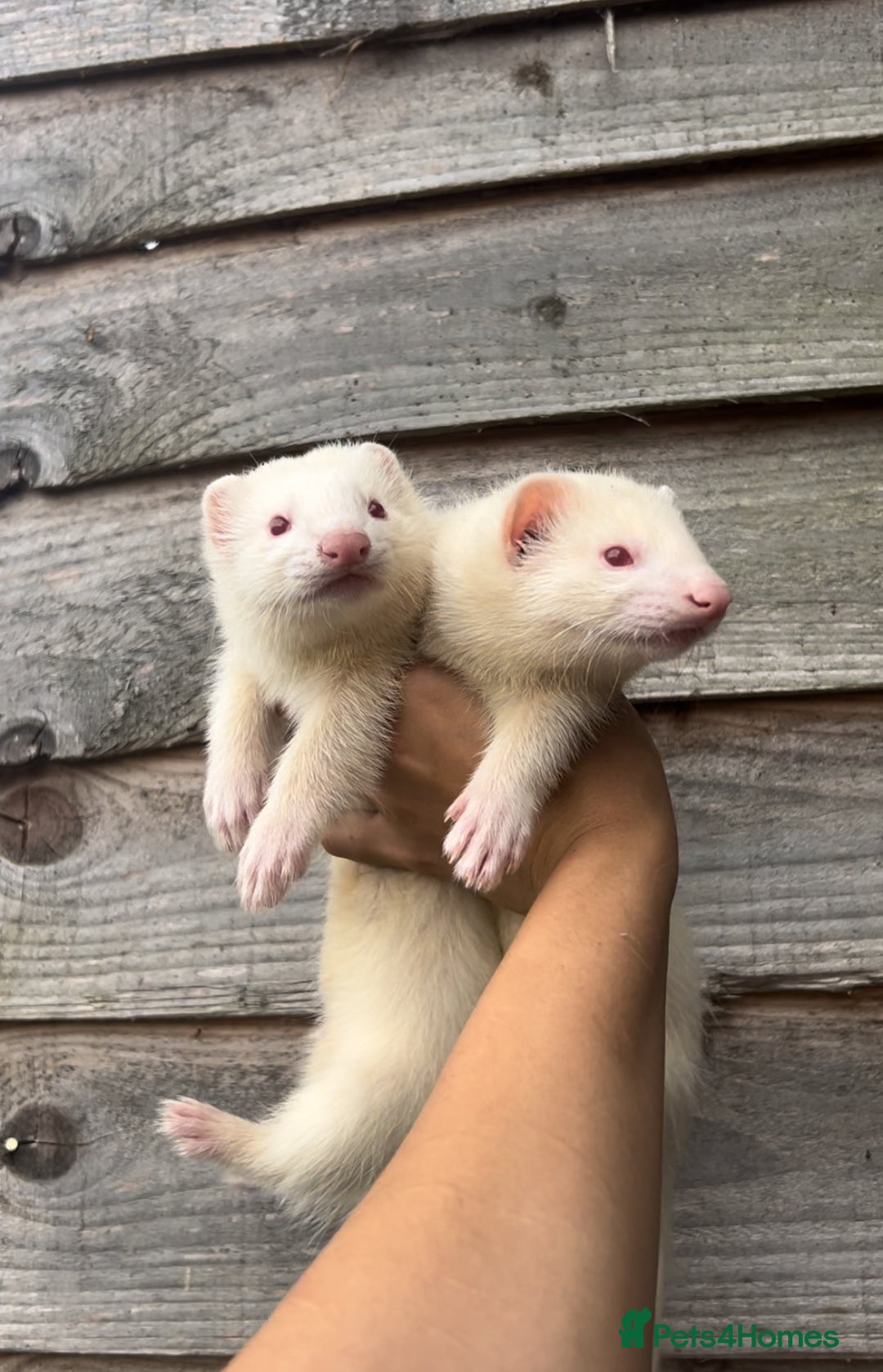 Ferret rodents for sale: Albino ferret kits  - Image 9
