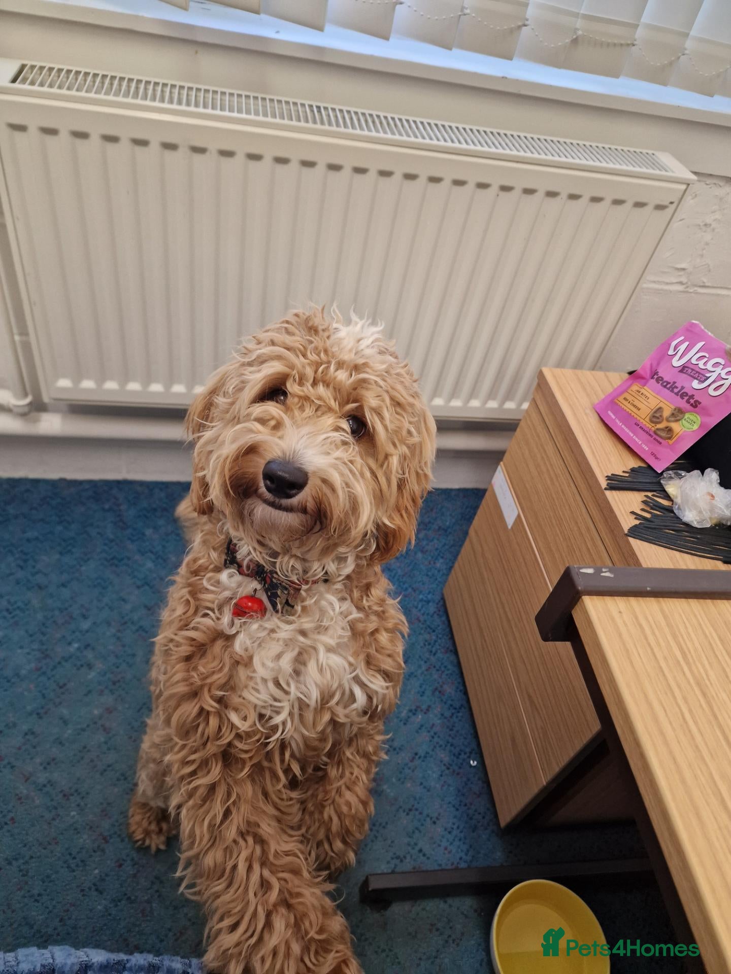 Cockapoo dogs Stunning toy F2b cockapoos  - Advert 1