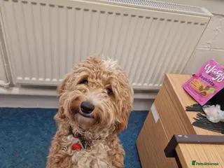 Cockapoo dogs Stunning toy F2b cockapoos - Advert 1