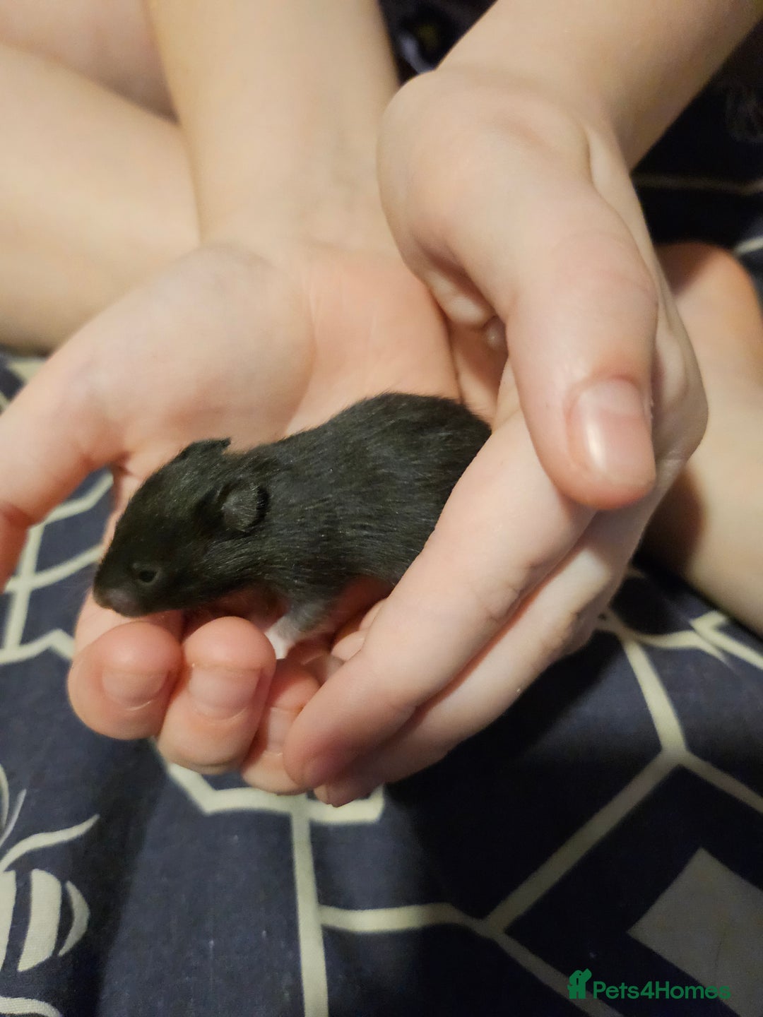 Hamster rodents for sale: Gorgeous Syrians - Advert 8