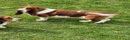 Basset Hound dogs for sale: KC BASSET HOUND PUPPIES FROM HEALTH TESTED PARENTS - Advert 23