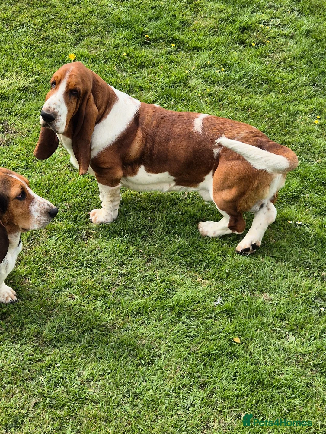 Basset Hound dogs for sale: KC BASSET HOUND PUPPIES FROM HEALTH TESTED PARENTS - Advert 23