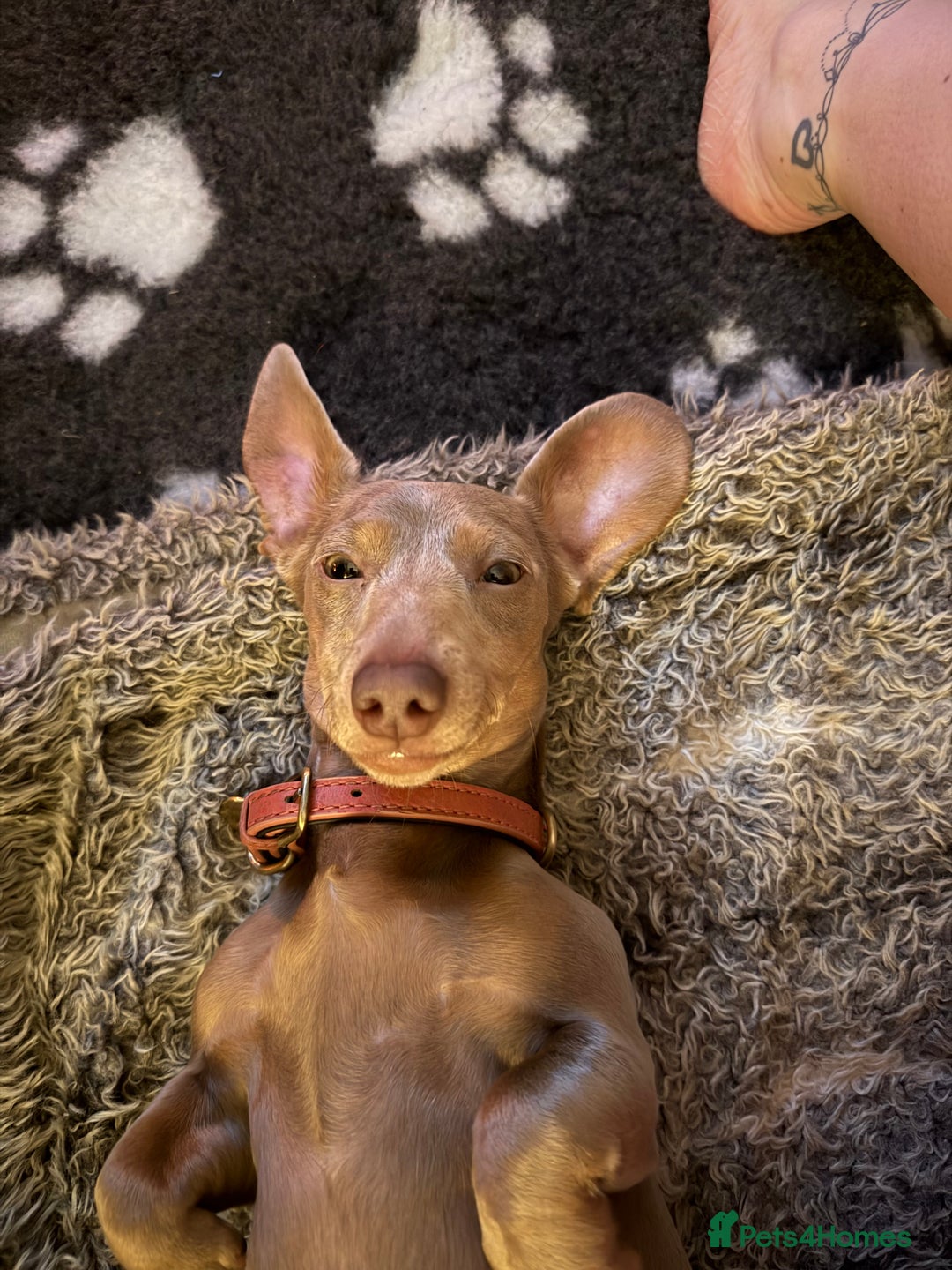 Miniature Dachshund dogs for sale: Gorgeous Chocolate & tan Miniature Dachshunds - Advert 16