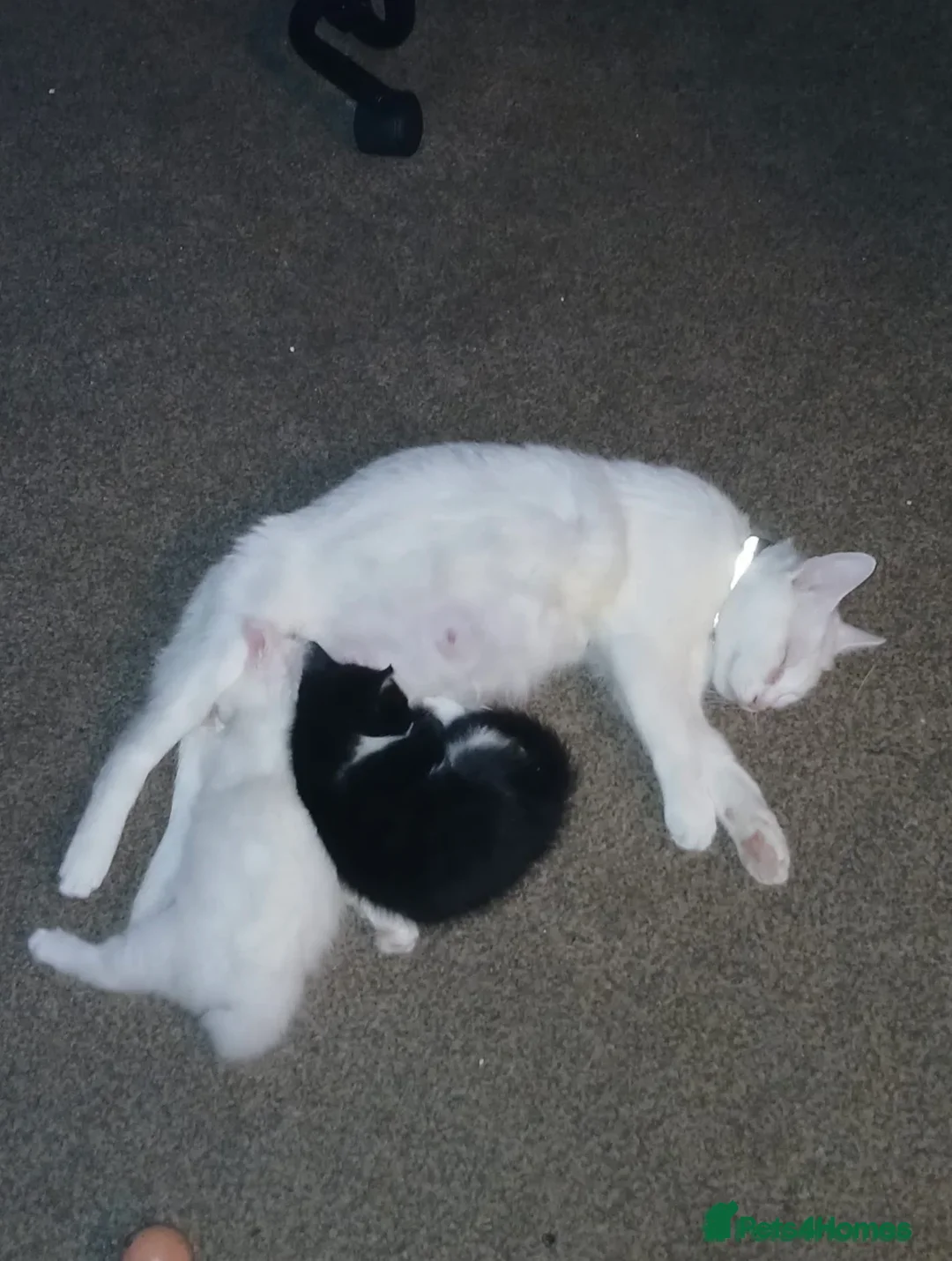 British Longhair cats for sale: Adorable British-longhair Female Kitten for sale - Advert 2