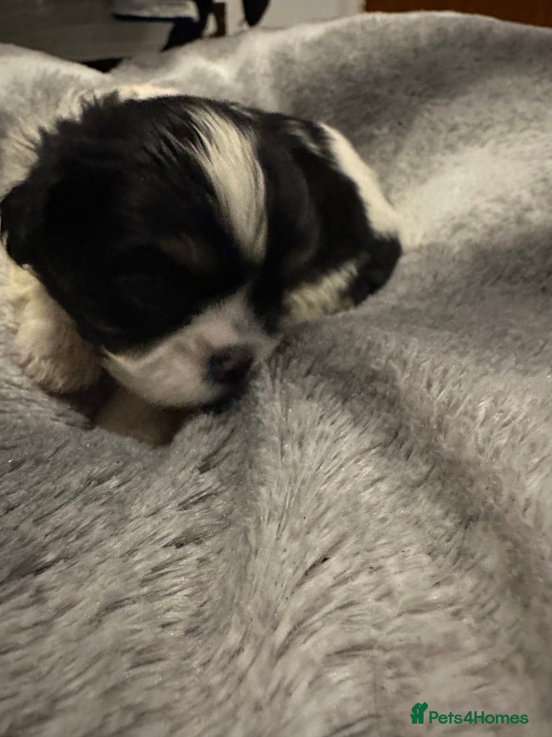 Shihpoo dogs for sale: Beautiful shihpoo puppies for sale - Advert 7