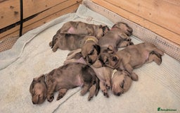 Miniature Dachshund dogs for sale: Three Sausages Left!! 🩷🩷🩵 - Image 1