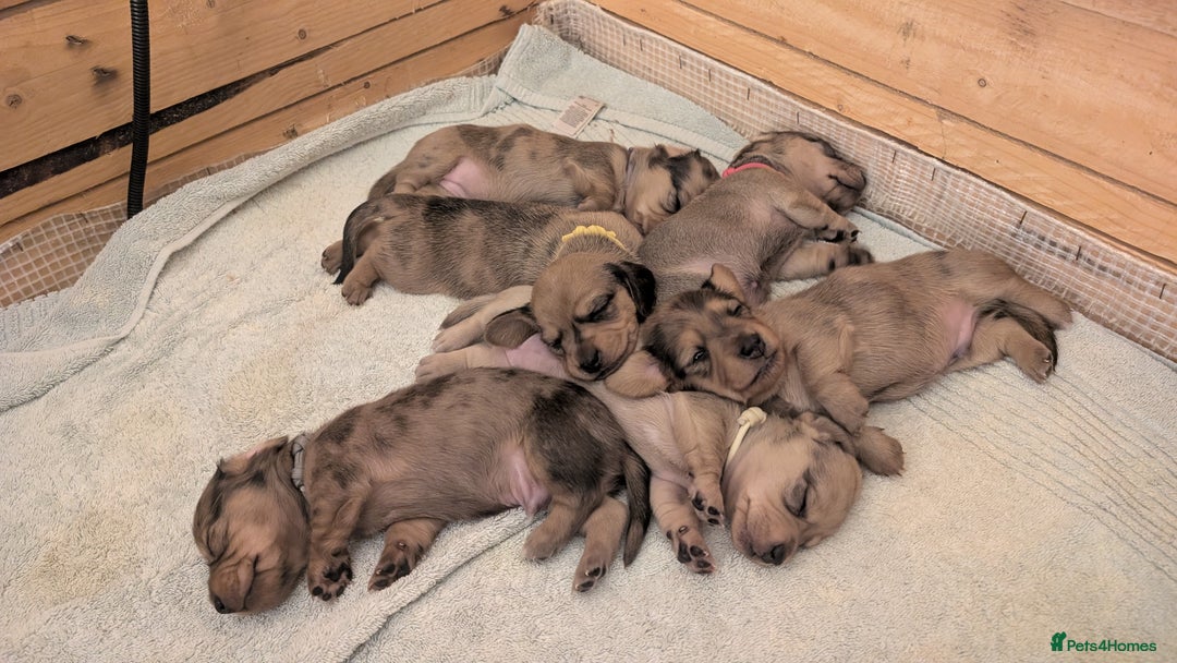 Miniature Dachshund dogs for sale: Three Sausages Left!! 🩷🩷🩵 - Image 1