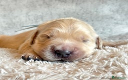 Golden Retriever dogs for sale: KC Golden Retriever Male. 🧬Health Tested Parents - Image 12