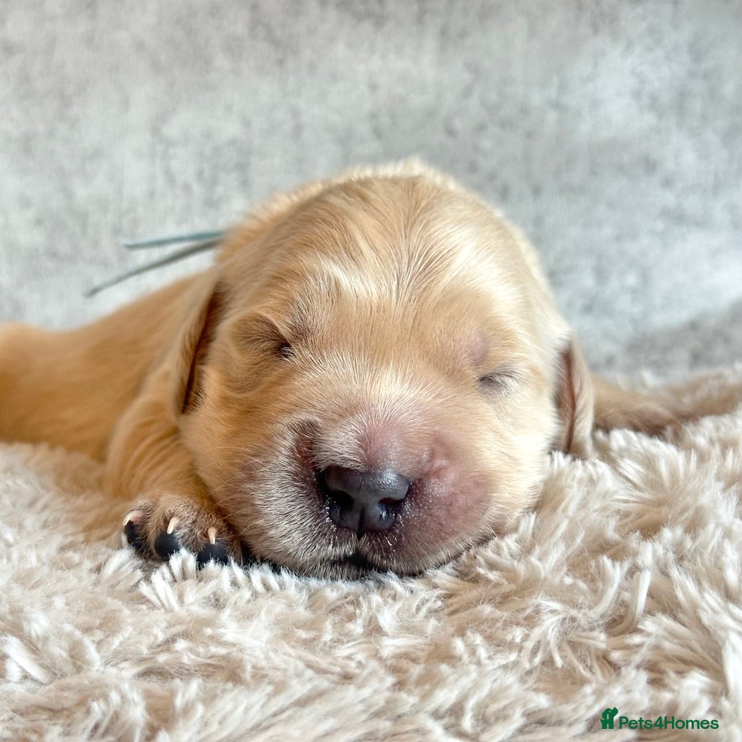 Golden Retriever dogs for sale: KC Golden Retriever Male. 🧬Health Tested Parents - Image 12