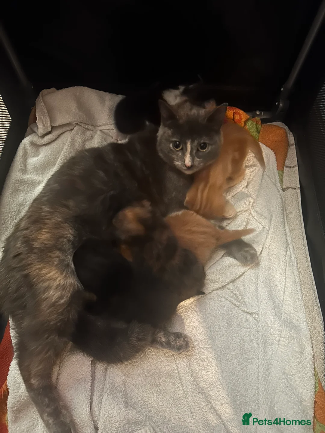 Mixed Breed cats for sale: Kittens for sale in Harrow - Advert 1