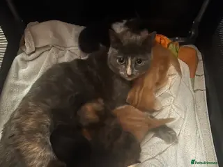 Mixed Breed cats Kittens for sale - Advert 1