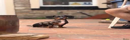 Miniature Dachshund dogs for sale: Miniature dachshund - Advert 5