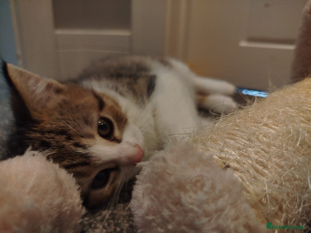 Mixed Breed cats for sale: Kitten looking for new home  - Image 2
