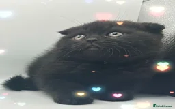 British Shorthair cats for sale: Last black boy  Teddy bear BSH - Image 19