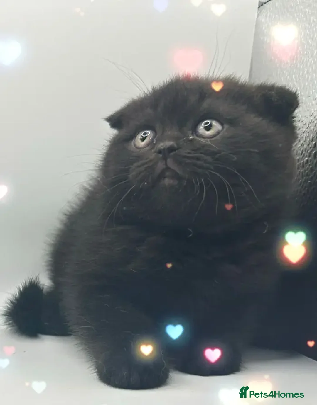 British Shorthair cats for sale: Last black boy  Teddy bear BSH - Image 19