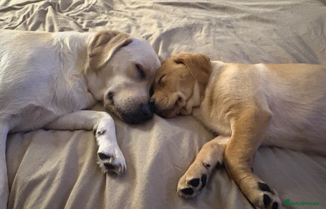 Labrador Retriever dogs for sale: Full Labrador puppy  - Advert 6