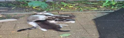 Mixed Breed cats for sale: Fully kitten in London - Advert 7