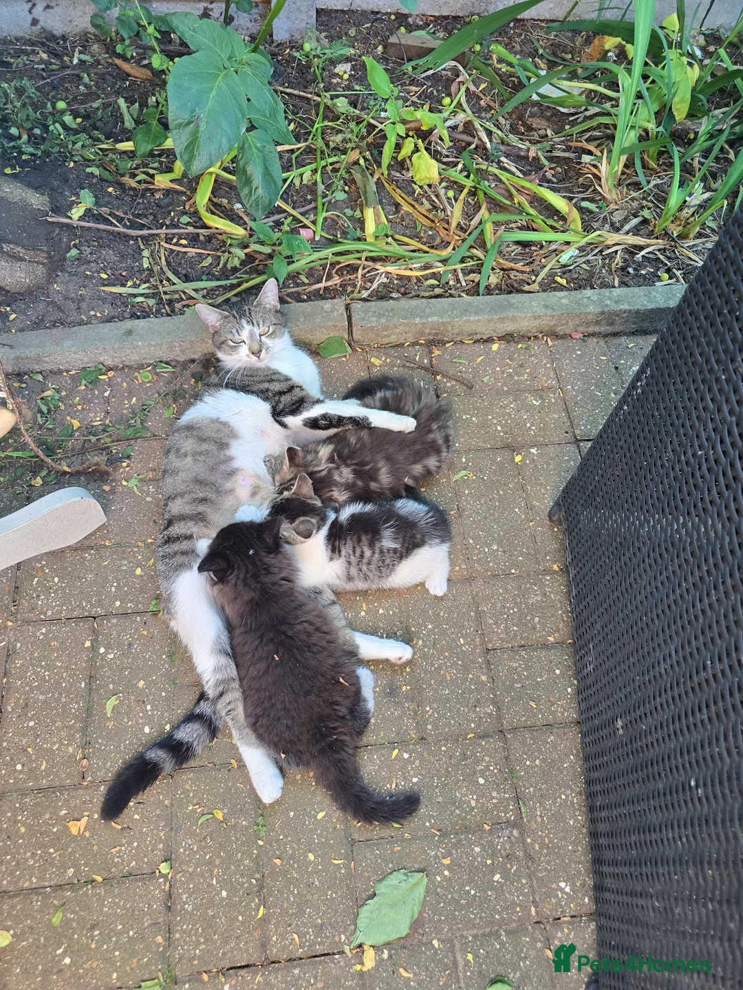 Mixed Breed cats for sale: Fully kitten in London - Advert 7