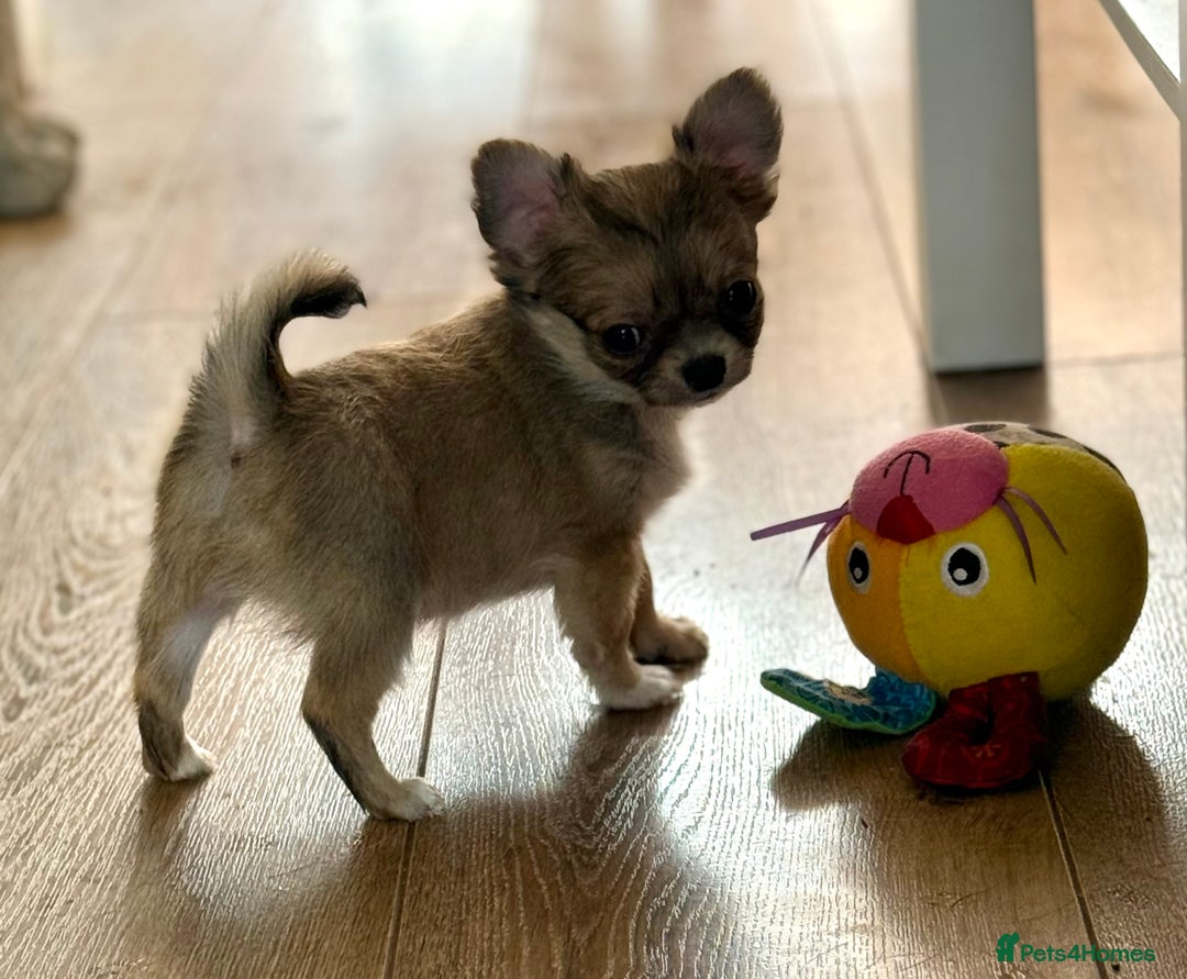 Chihuahua dogs for sale: Last show quality KC long coat Boy  - Advert 4