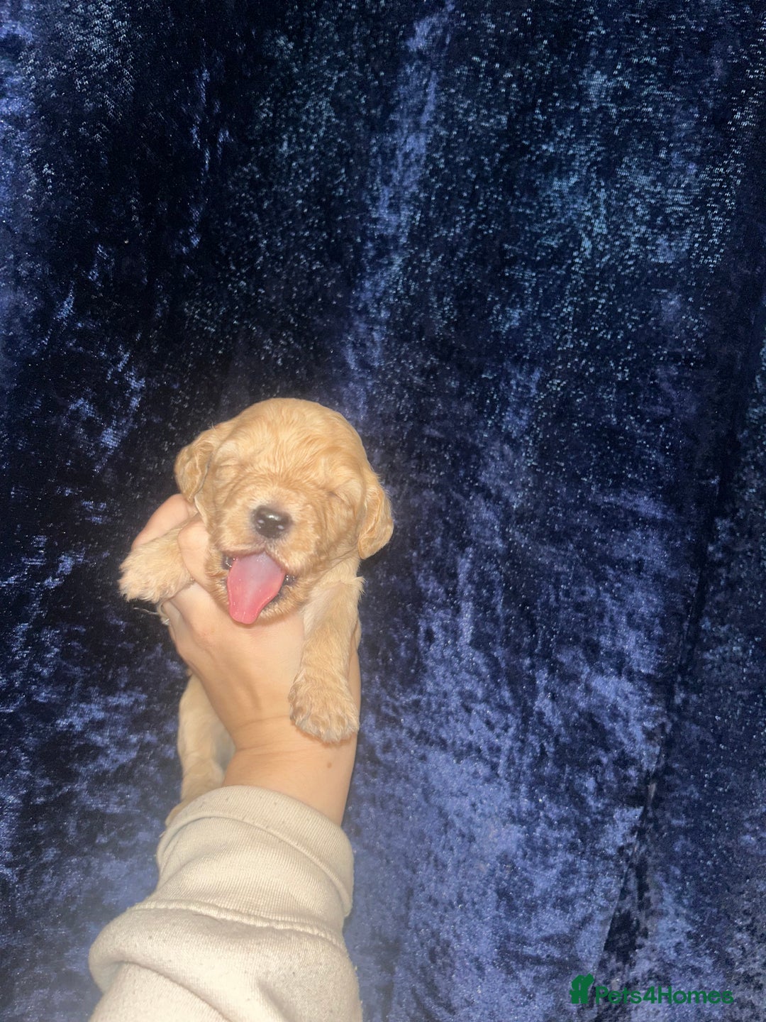 Cockapoo dogs for sale: F1 cockapoos  - Advert 8