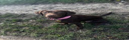 Labrador Retriever dogs for sale: Chocolate Labrador puppy - Advert 6