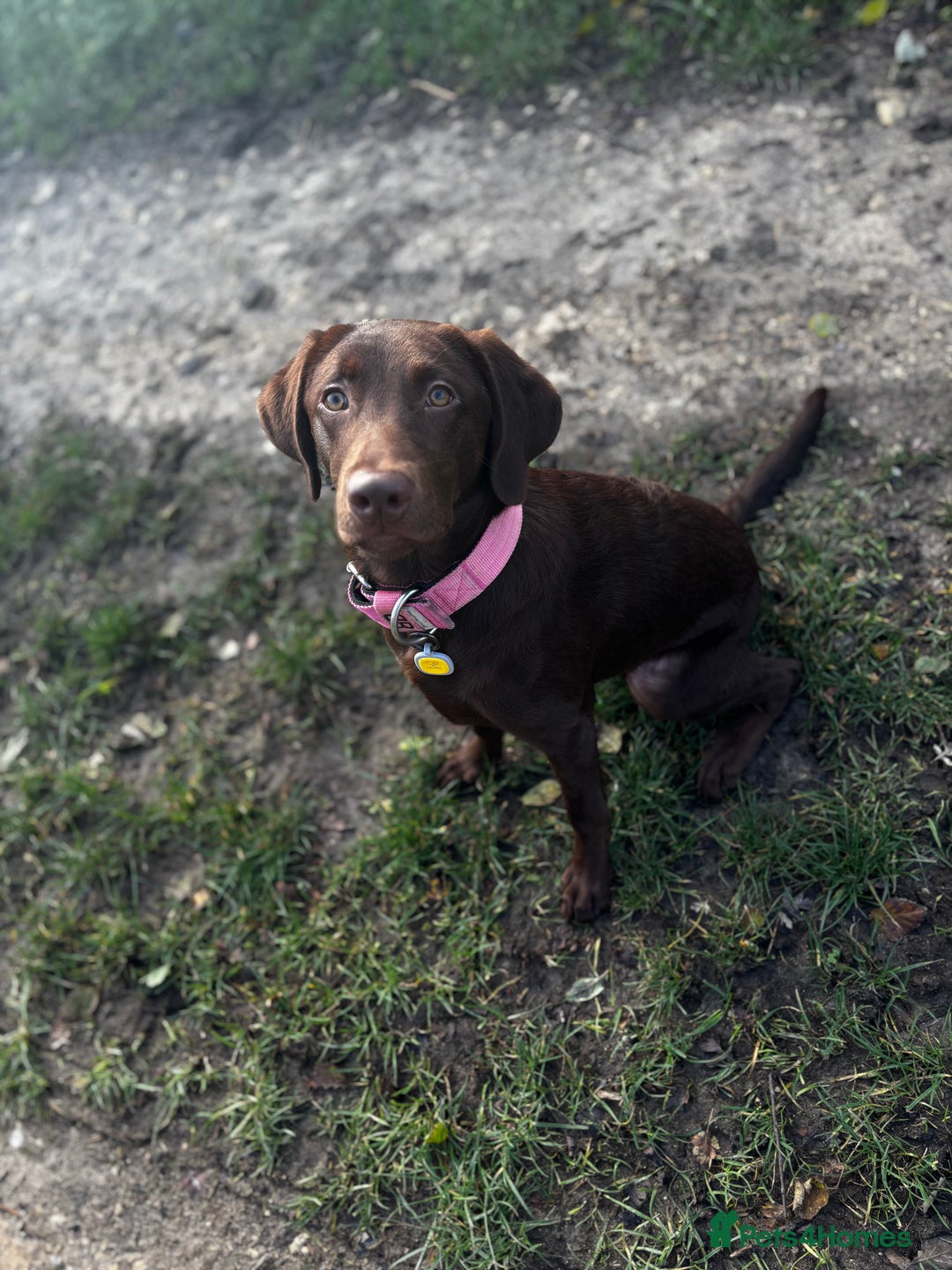 Labrador Retriever dogs for sale: Chocolate Labrador puppy - Advert 6