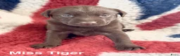 Labrador Retriever dogs for sale: Absolutely stunning Labrador puppies for sale - Advert 7