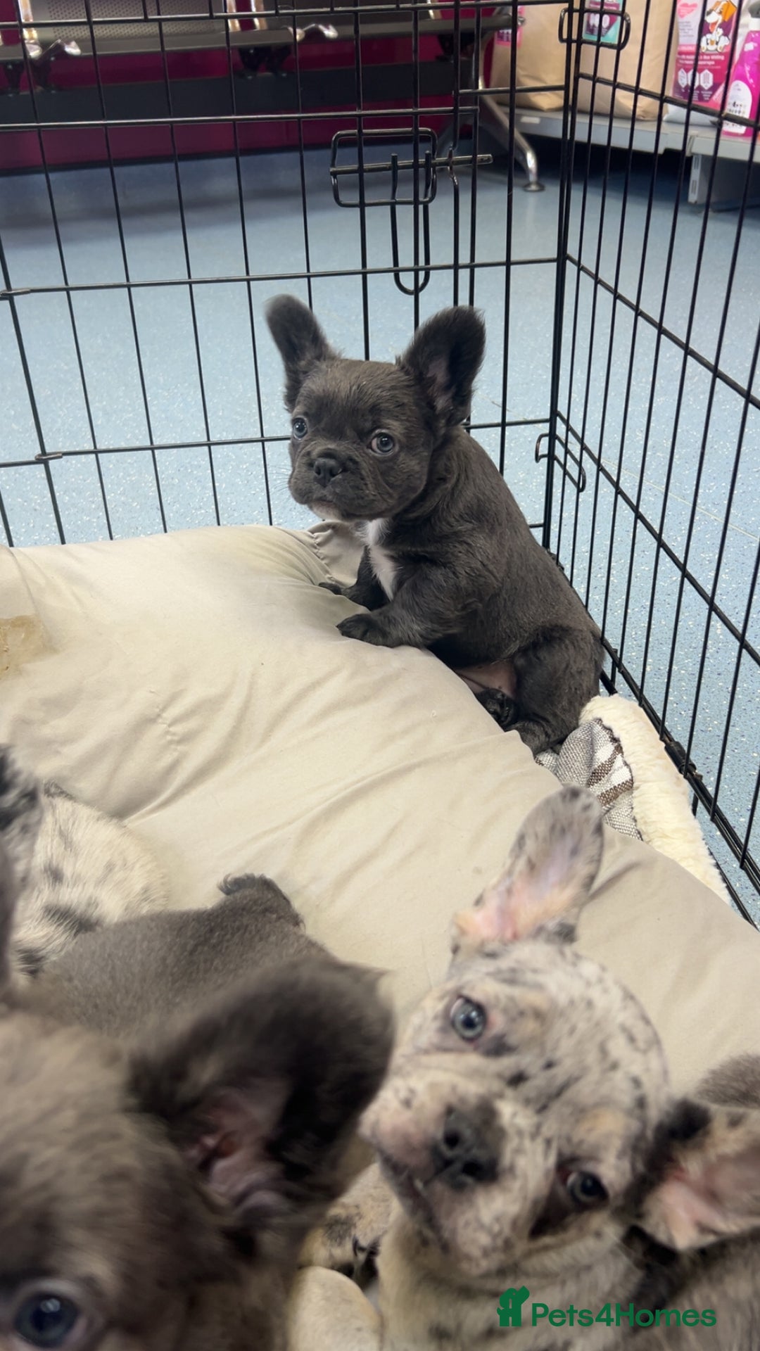 French Bulldog dogs for sale: Two, 10 Week Fluffy French Bulldogs  - Advert 2