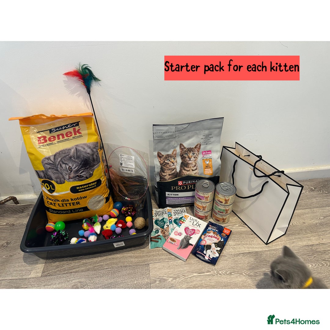 British Shorthair cats for sale: SALE!!   BSH Kitten SALE!! £650 - Image 8
