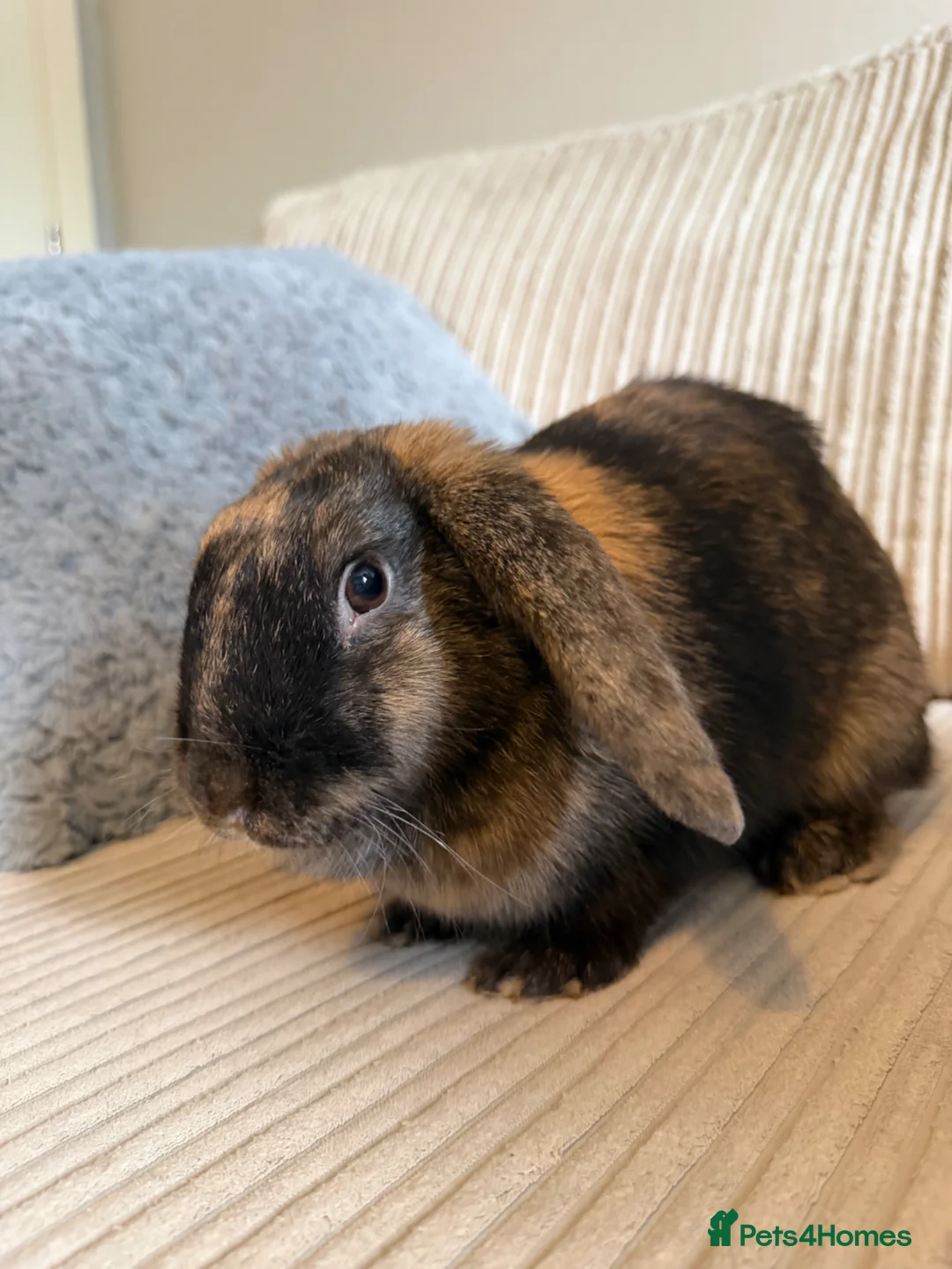 Mini Lop rabbits for sale: lop eared rabbit  in Abingdon - Advert 2
