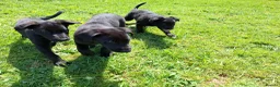 Lurcher dogs for sale: Greyhound x shepherd/collie  in Hungerford - Advert 5