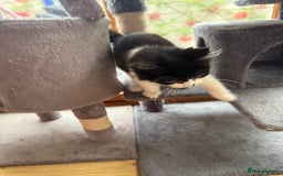 Mixed Breed cats for sale: Zeus is looking for a new home  - Image 3