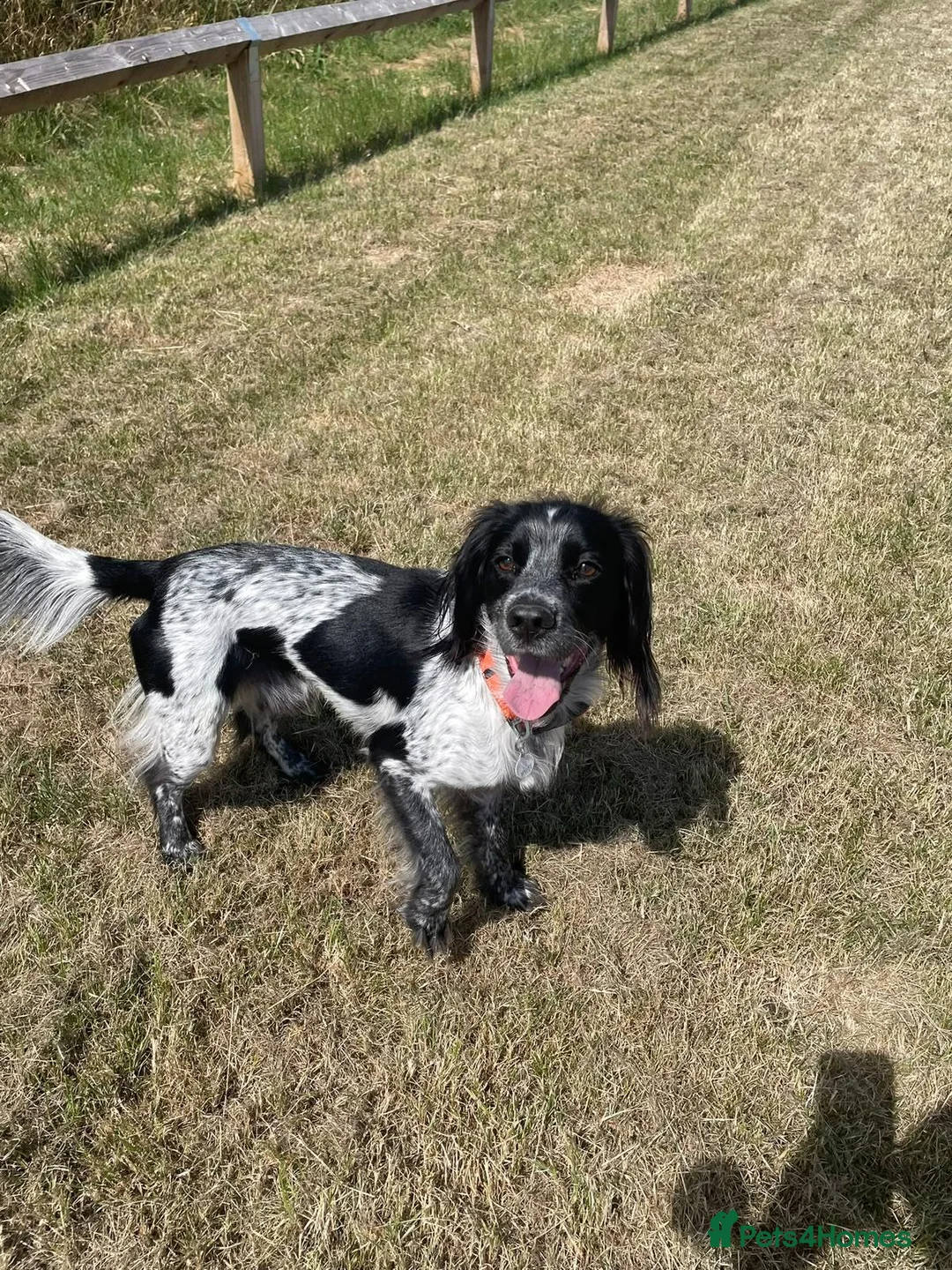 Mixed Breed dogs for sale: Hi looking for a forever home for my dog "buddy" in Nuneaton - Advert 5