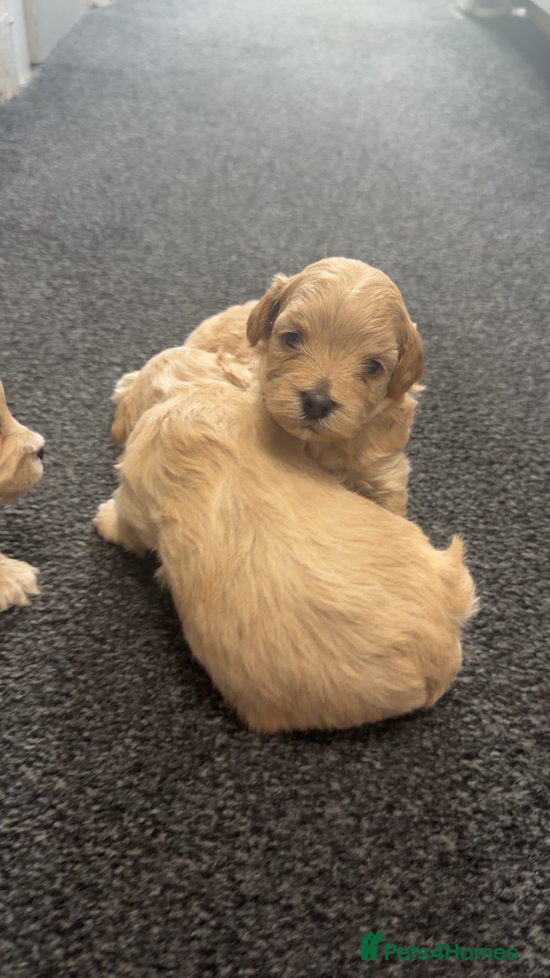 Maltipoo dogs 🩷💙Tiny Maltipoos,KC dna health clear parents 🥰 - Advert 1