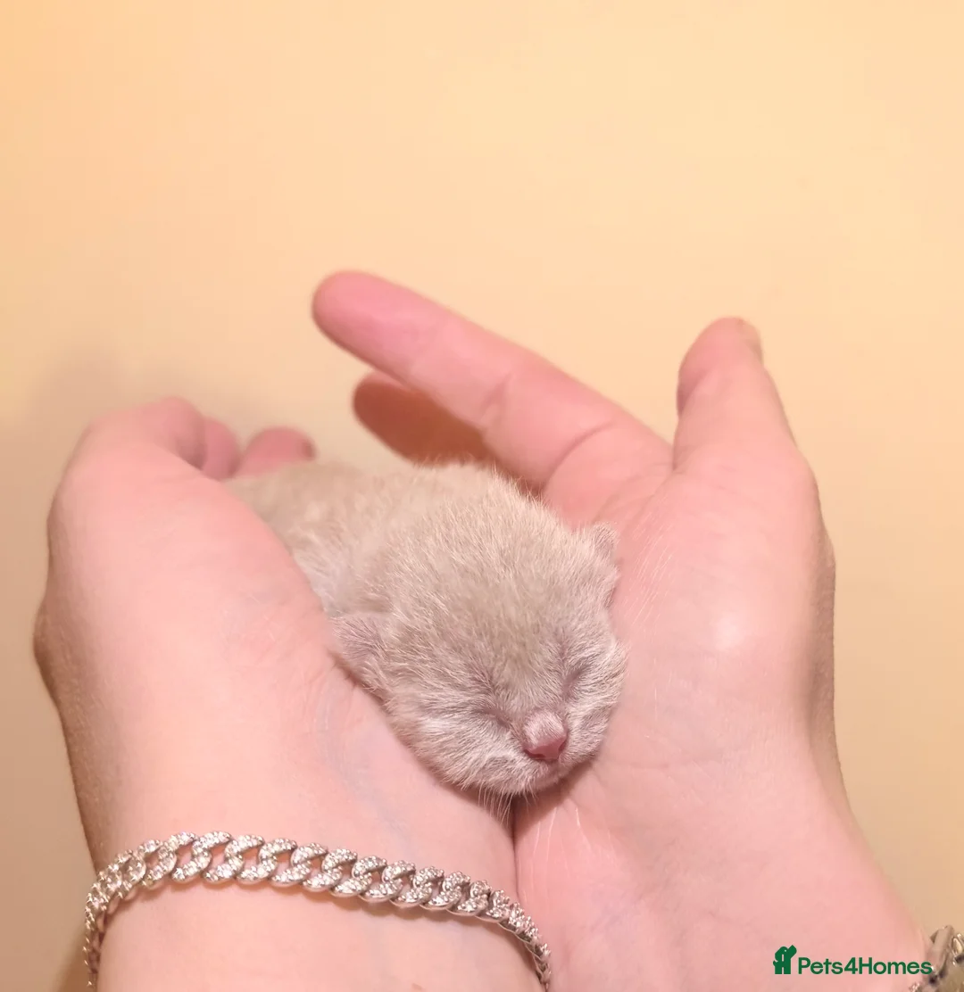 British Shorthair cats for sale: 2x 100% Pure Pedigree Champion line Bsh Kittens - Advert 11