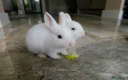 Netherland Dwarf rabbits for sale: Three White Netherland Dwarf Baby Rabbits - Image 6
