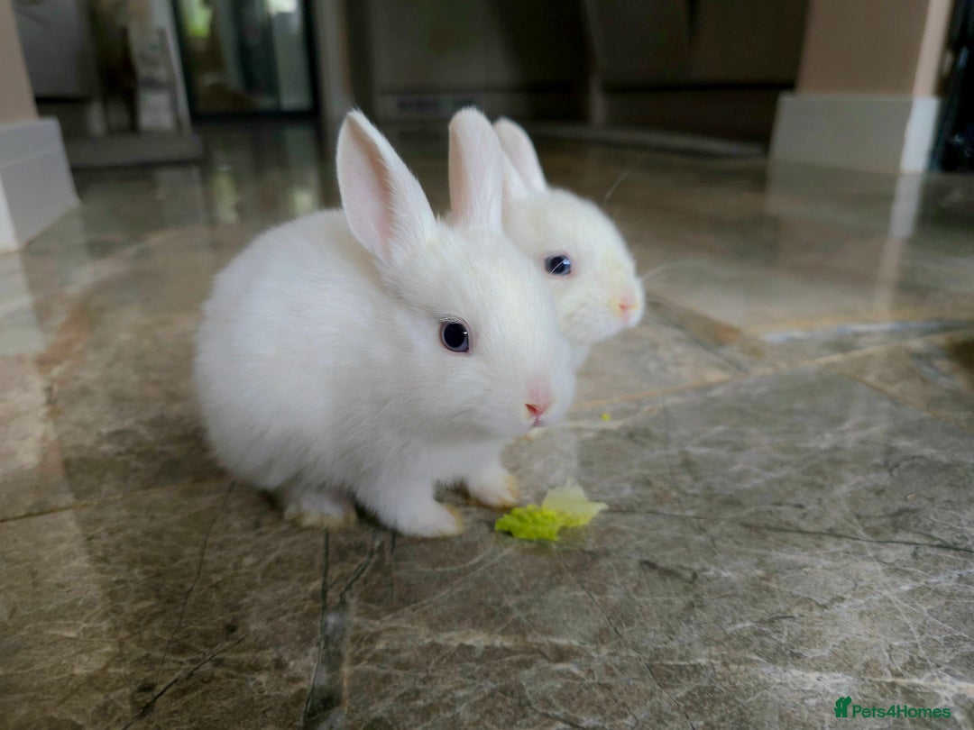 Netherland Dwarf rabbits for sale: Three White Netherland Dwarf Baby Rabbits - Image 6