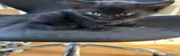 Mixed Breed cats for sale: 3 female kittens - Advert 3