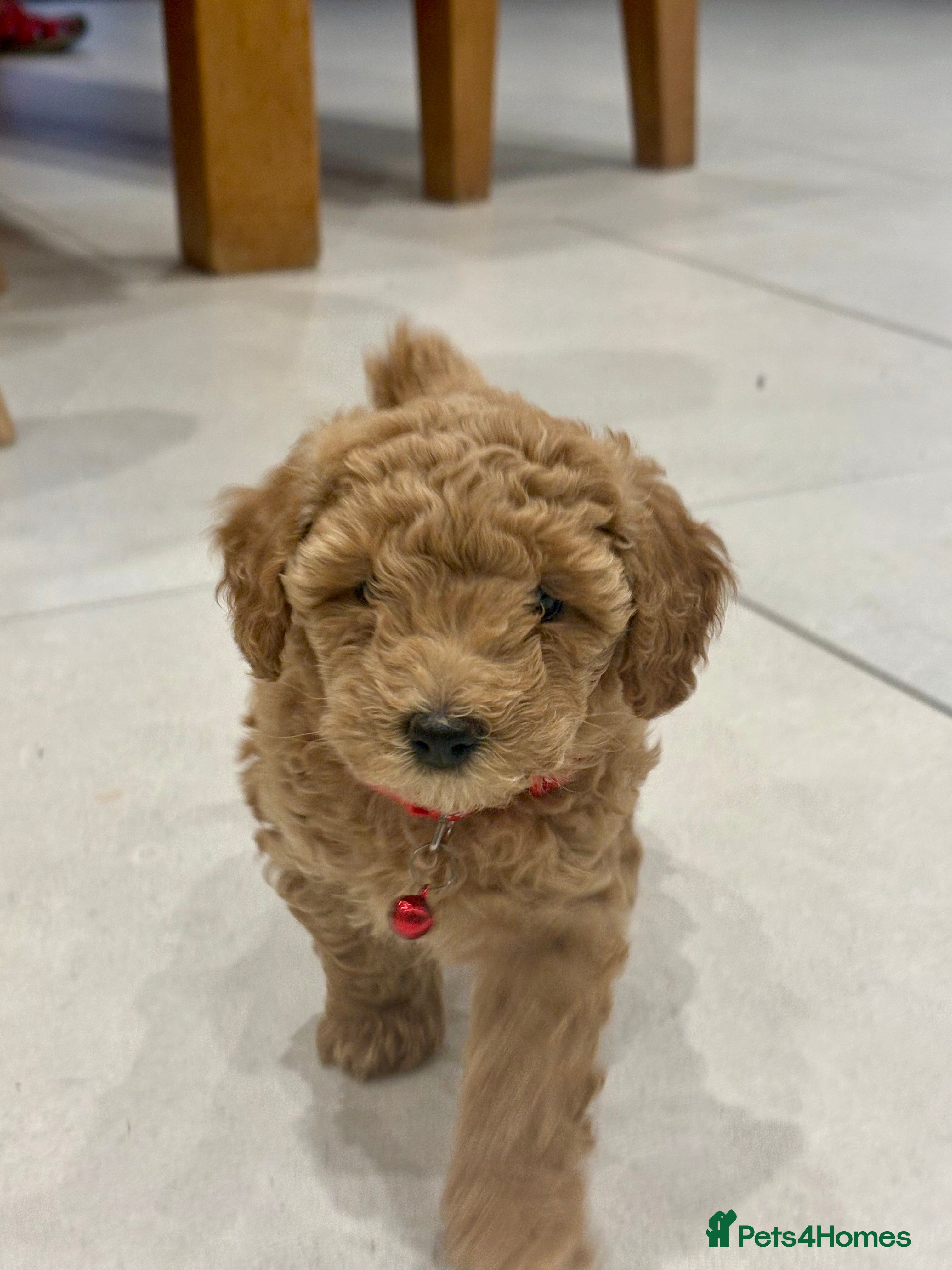 Poochon dogs 🐾 Beautiful Poochon Puppies – 4 Girls & 1 Boy 🐾 - Advert 2