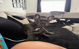 French Bulldog dogs for sale: Male and female french bull dogs  - Advert 12
