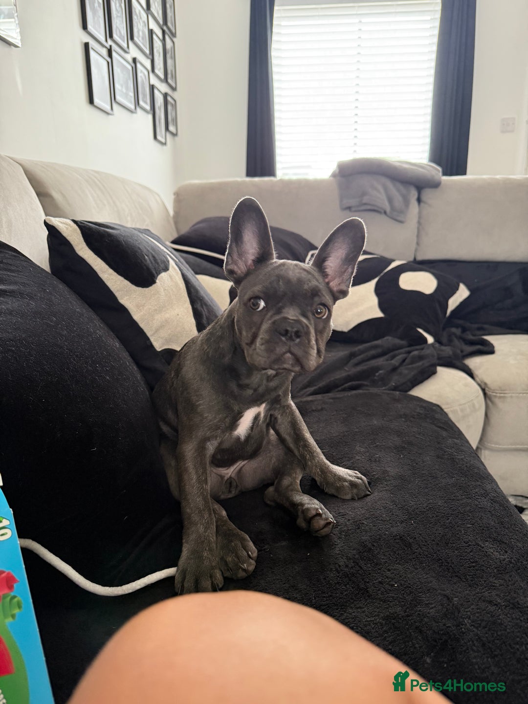 French Bulldog dogs for sale: Male and female french bull dogs  - Advert 12