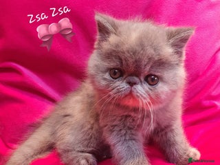 Exotic cats GCCF Gorgeous blue/cream Exotic female - Advert 5