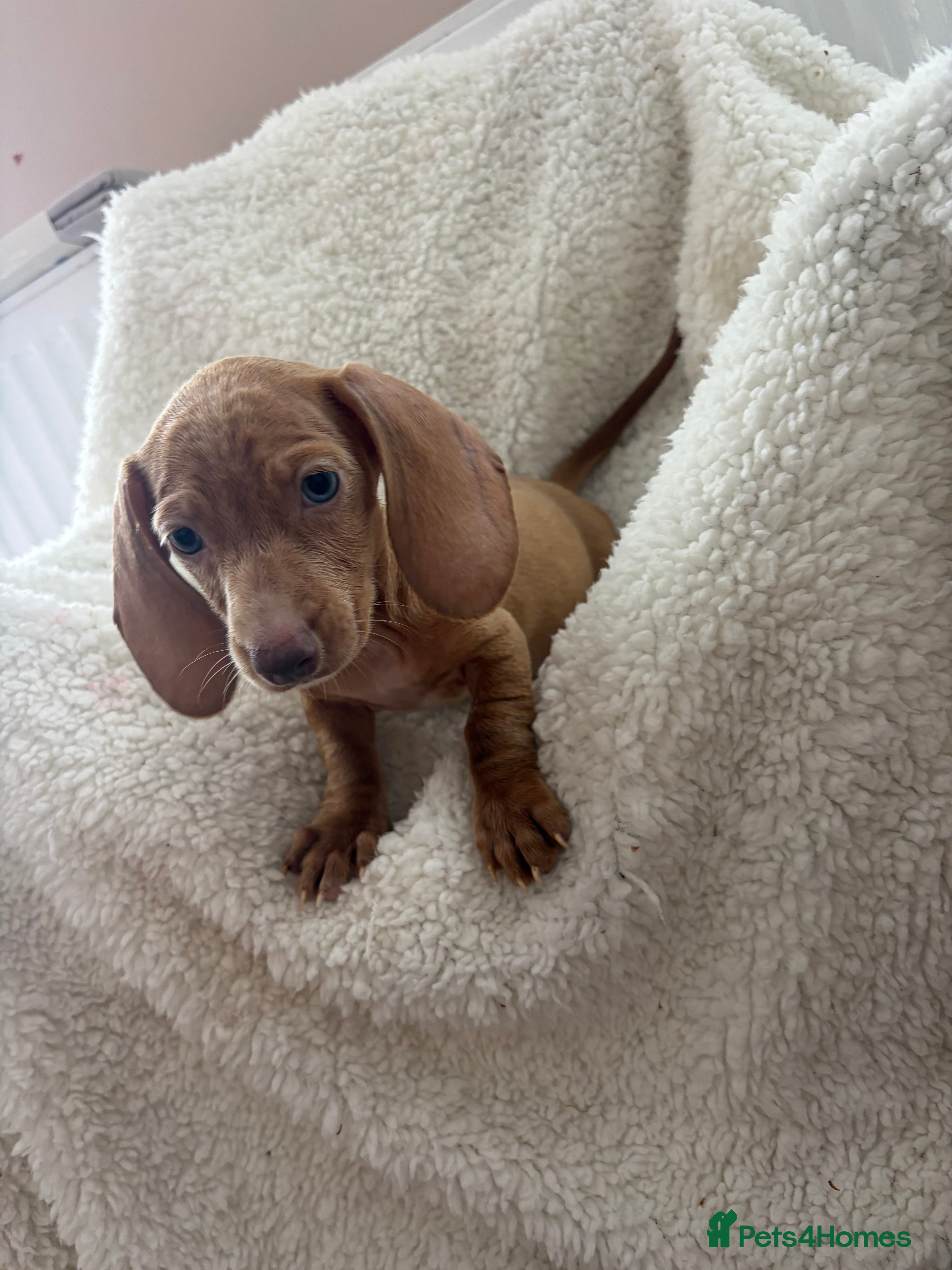 Dachshund dogs Beautiful dashound puppy’s  - Advert 2