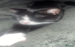 British Shorthair cats for sale: 9 month old female  - Advert 6