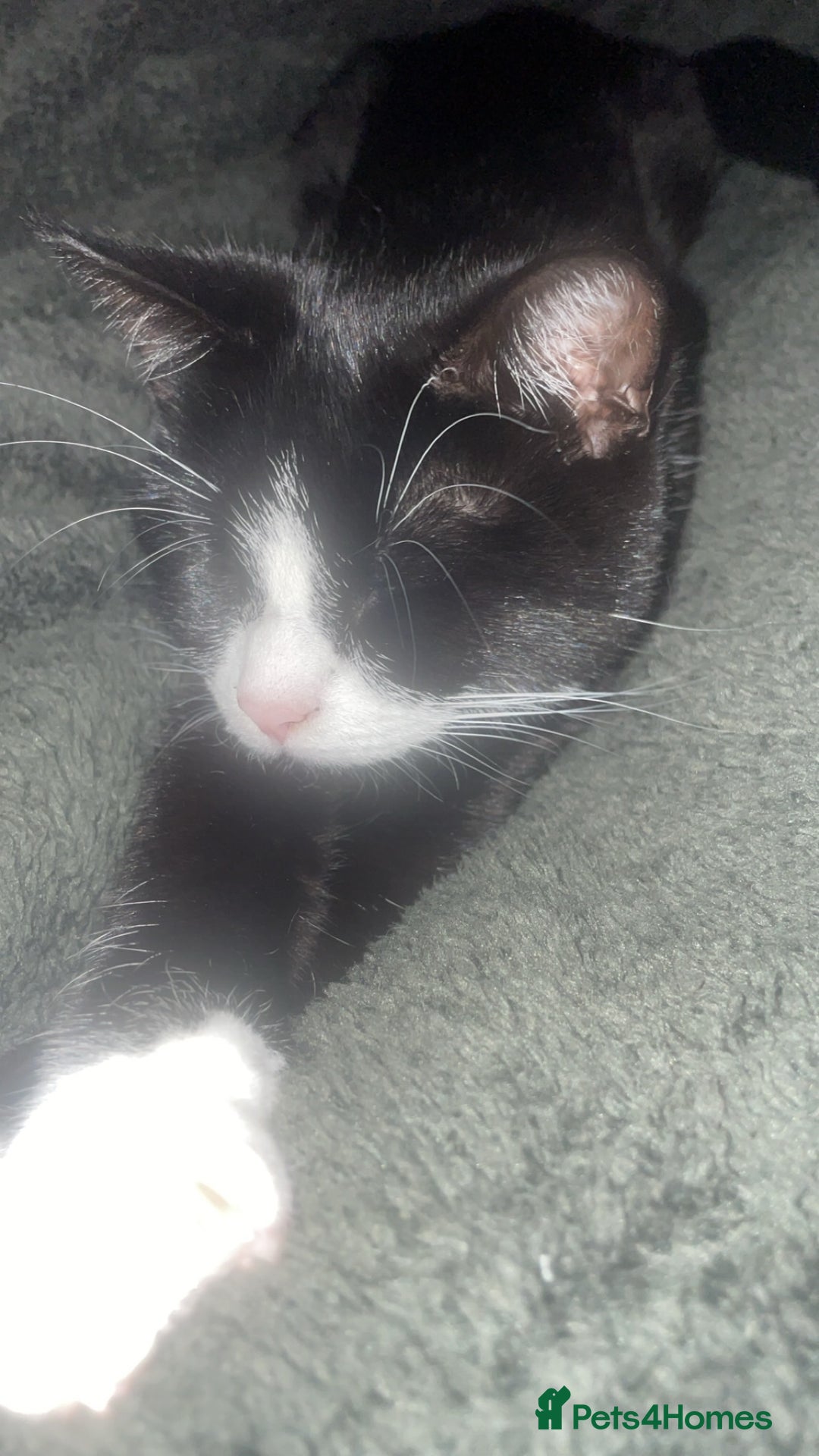 British Shorthair cats for sale: 9 month old female  - Advert 6