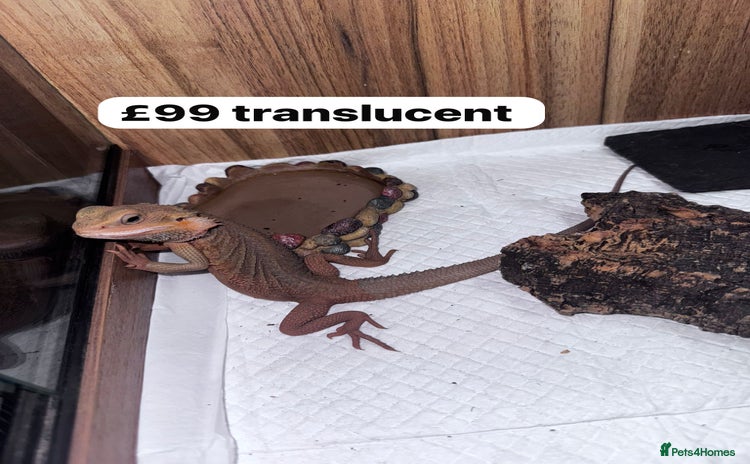 Bearded Dragon reptiles - Advert 3